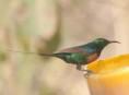 /album/photogallery/beautifil-sunbird-jpg/